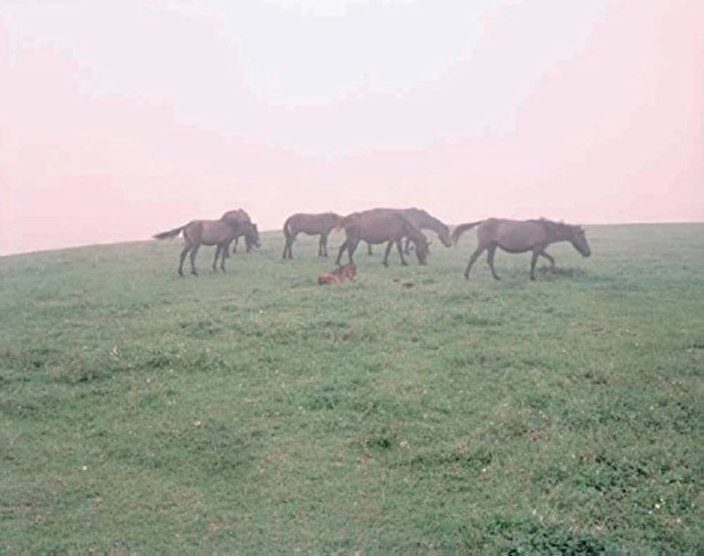 Amazon.co.jp: Stay : Charlotte Dumas (シャルロット・デュマ): 本